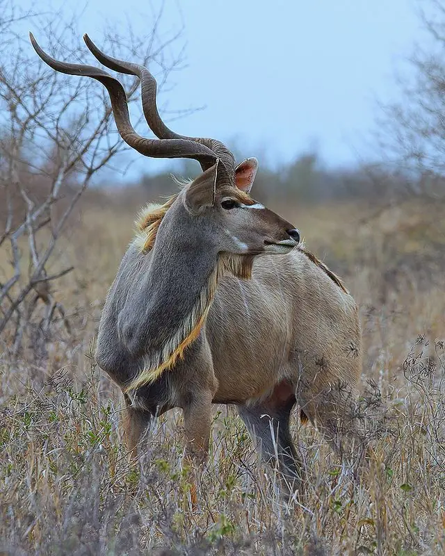 Ruaha Safari — 5 Days