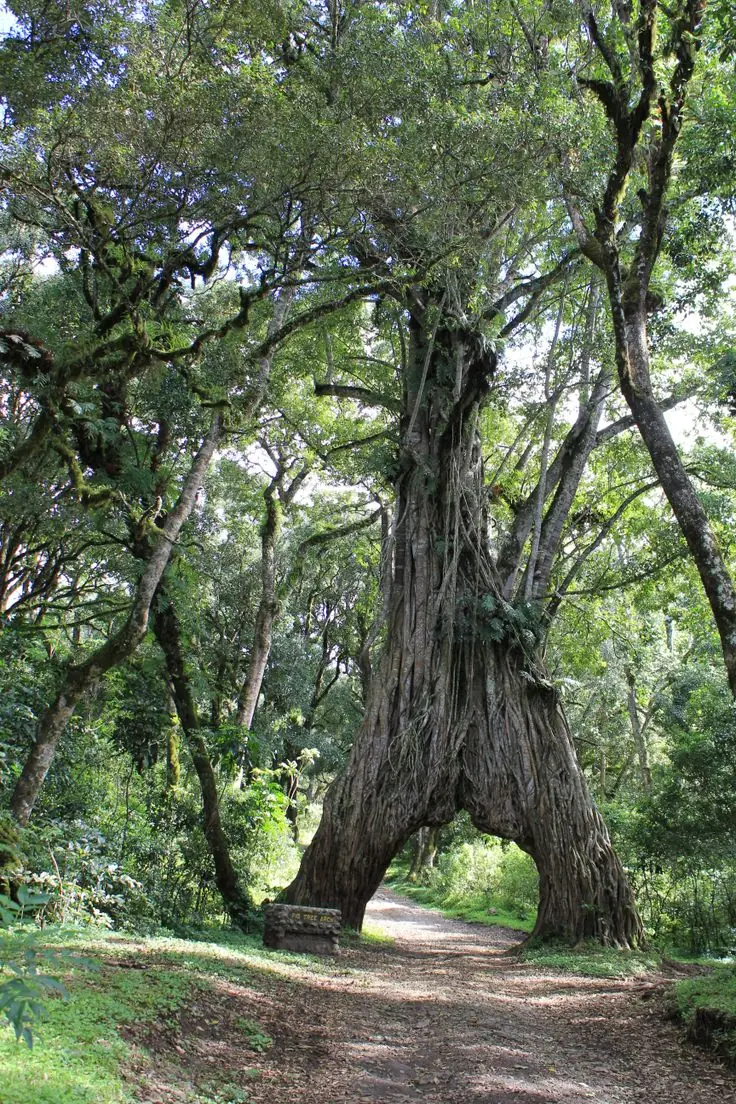 Arusha National Park — Day Trip