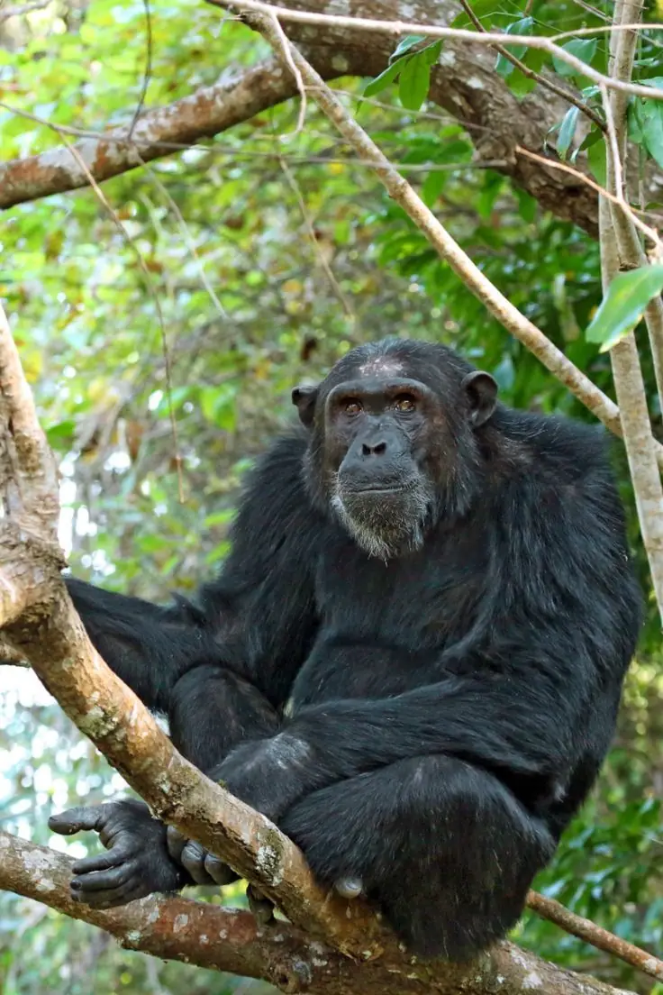 Mahale Chimpanzee Safari — 5 Days